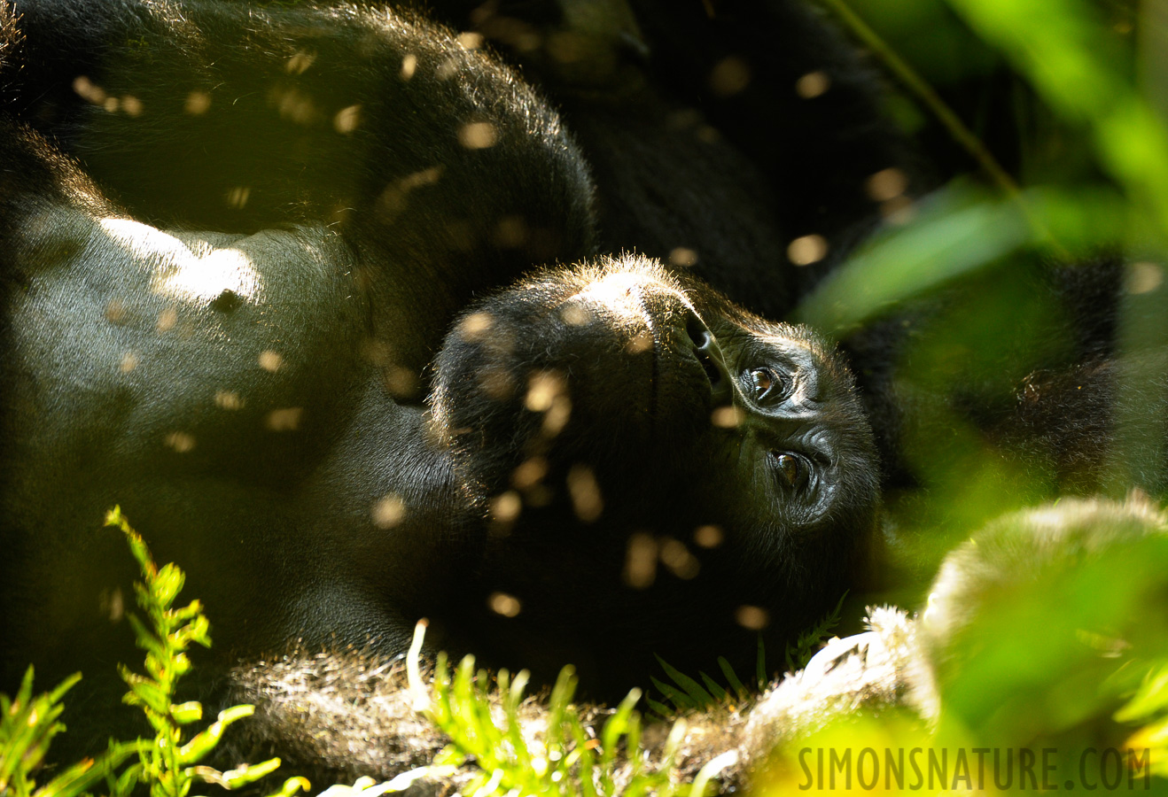 Gorilla beringei beringei [400 mm, 1/100 Sek. bei f / 5.6, ISO 1600]